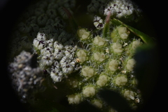 Glehnia littoralis