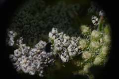 Glehnia littoralis