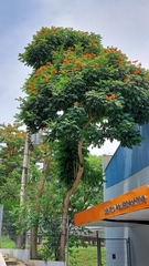 Spathodea campanulata