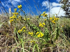 Helichrysum foetidum