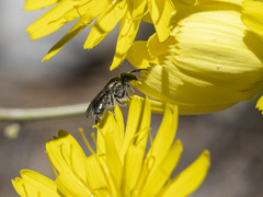 Lasioglossum viride