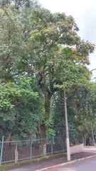 Spathodea campanulata