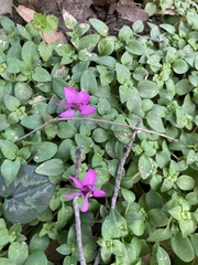 Cyclamen coum
