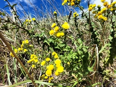 Helichrysum foetidum