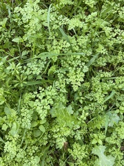 Anthriscus caucalis
