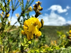 Liparia hirsuta