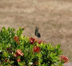 Graphium agamemnon