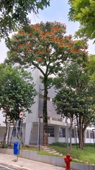 Spathodea campanulata