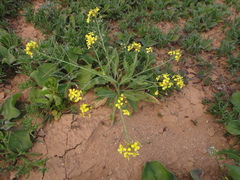 Erucastrum canariense