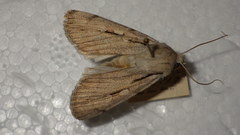 Dichagyris candelisequa