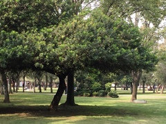 Schinus terebinthifolia