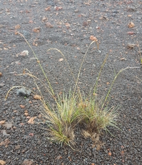 Festuca borbonica