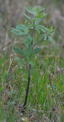 Baptisia nuttalliana