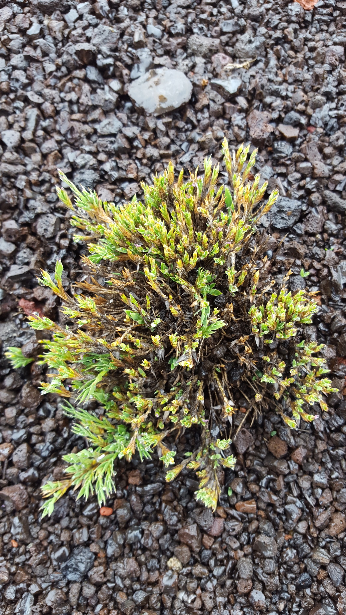 (c) François Rousseu, certains droits réservés (CC BY-NC) https://www.inaturalist.org/observations/149418804