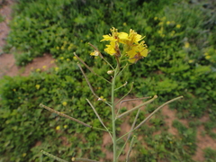 Erucastrum canariense