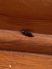 Hemicrepidius nemnonius