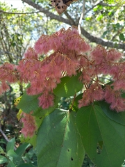 Heliocarpus americanus