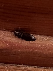 Hemicrepidius nemnonius