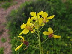 Erucastrum canariense