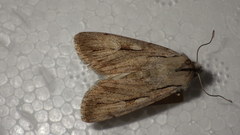 Dichagyris candelisequa