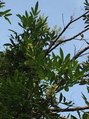 Schinus terebinthifolia