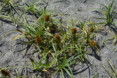 Carex macrocephala