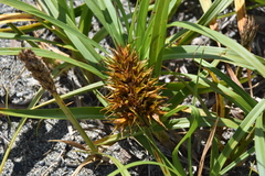 Carex macrocephala
