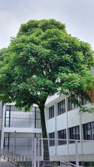 Spathodea campanulata