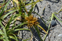 Carex macrocephala