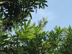 Schinus terebinthifolia