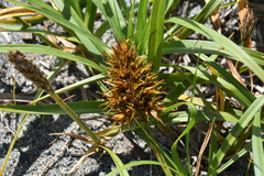 Carex macrocephala