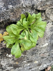 Valerianella locusta