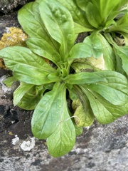 Valerianella locusta