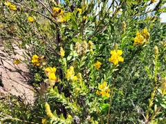 Liparia hirsuta