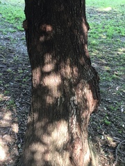 Schinus terebinthifolia