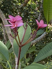 Plumeria rubra