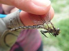 Ophiogomphus carolus