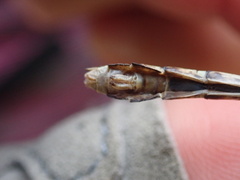 Ophiogomphus carolus