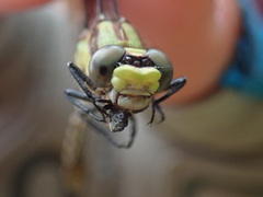 Ophiogomphus carolus