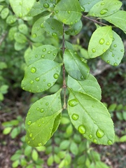 Forestiera ligustrina
