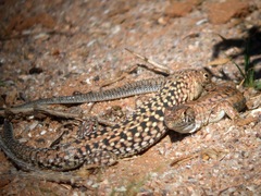 Acanthodactylus busacki