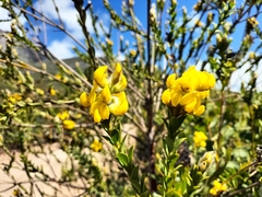 Liparia hirsuta