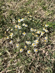 Aphanostephus ramosissimus