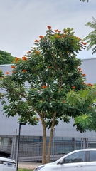 Spathodea campanulata