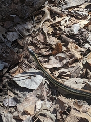 Thamnophis sirtalis annectens