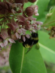 Bombus terricola image