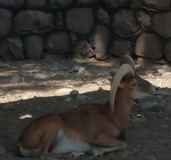 Ovis gmelini gmelini