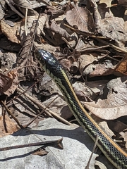 Thamnophis sirtalis annectens