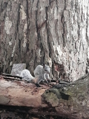 Sciurus stramineus