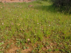 Asphodelus tenuifolius